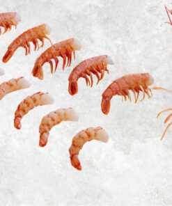 frozen-argentina-red-shrimp