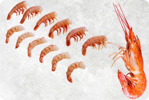 Frozen Argentina Red Shrimp