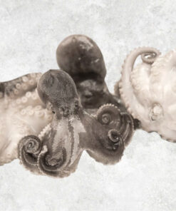 frozen-whole-cleaned-baby-octopus-flower-shape