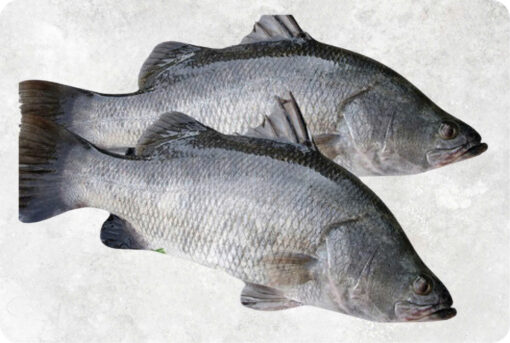 1-frozen-barramundi-whole-round-supplier-exporter-vietnam-1.jpg Frozen Barramundi Whole Round (Sea Bass)