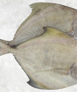 frozen-black-pomfret-whole-round