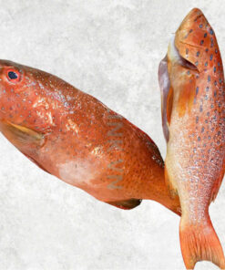 frozen-black-and-red-grouper-whole-clean
