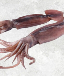 frozen-black-squid-whole-round