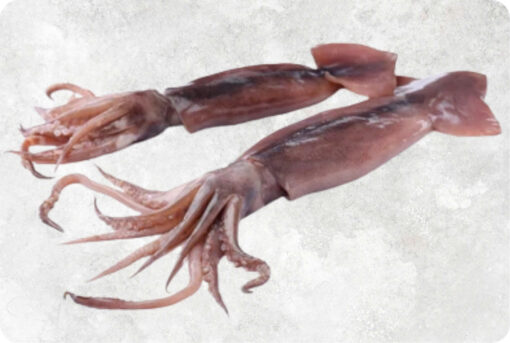 1-frozen-black-squid-supplier-exporter-vietnam.jpg Frozen Black Squid Whole Round