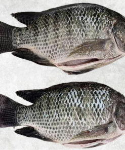 frozen-black-tilapia-whole-round-and-whole-cleaned-wr-wgs-wggs-wggss