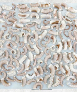 frozen-blanched-and-boiled-poulp-squid-dice-cut-frozen-boiled-mada-cut