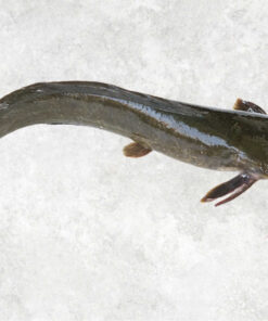 frozen-catfish-whole-clean