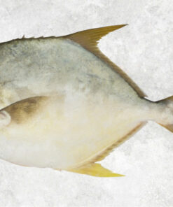 frozen-pompano-whole-round-golden-pompano