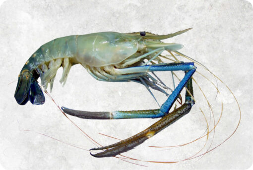 Frozen Raw Hoso Scampi Shrimp