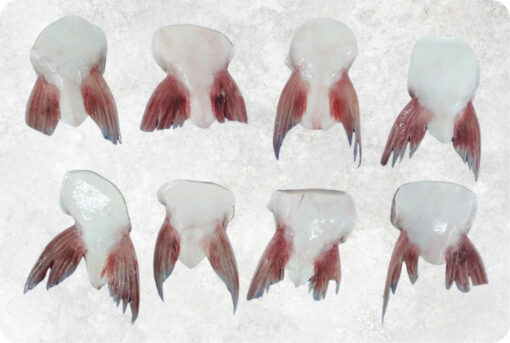 1-frozen-pangasius-fin-swai-fish-supplier-exporter-vietnam.jpg Frozen Pangasius Fin (Swai Fish)