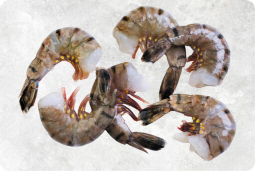 1-frozen-raw-hlso-black-tiger-shrimp-supplier-exporter-vietnam.jpg Frozen Raw Hlso And Hlso Ezp Black Tiger Shrimp