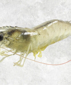 frozen-raw-hoso-vannamei-shrimp