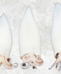 frozen-whole-clean-loligo-squid-tube-and-tentacles-wing-on-off