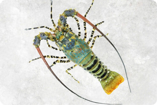 1-lobster-supplier-exporter-vietnam.jpg Spiny Lobster