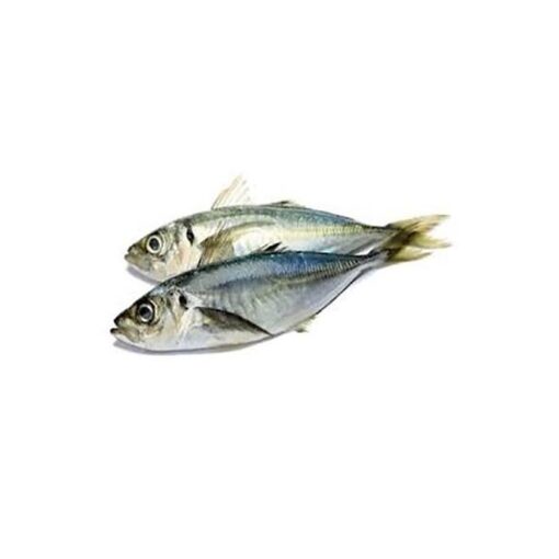 horse-mackerel-fish.jpg Horse Mackerel Fish