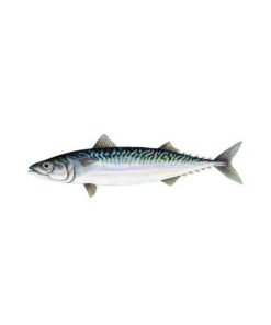mackerel-fish