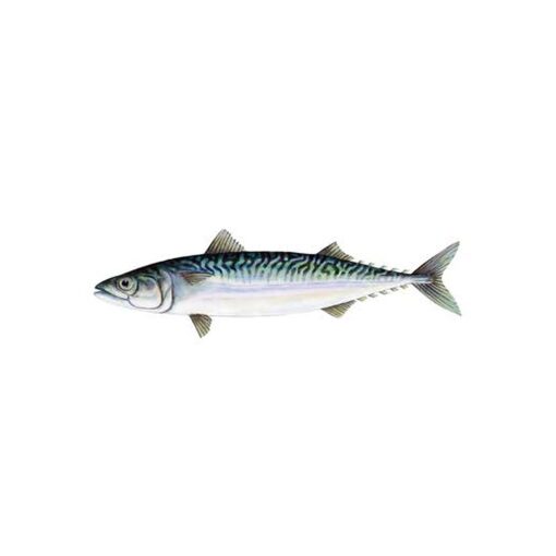 mackerel-fish.jpg Mackerel Fish