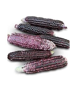 red-corn.jpg Red Corn