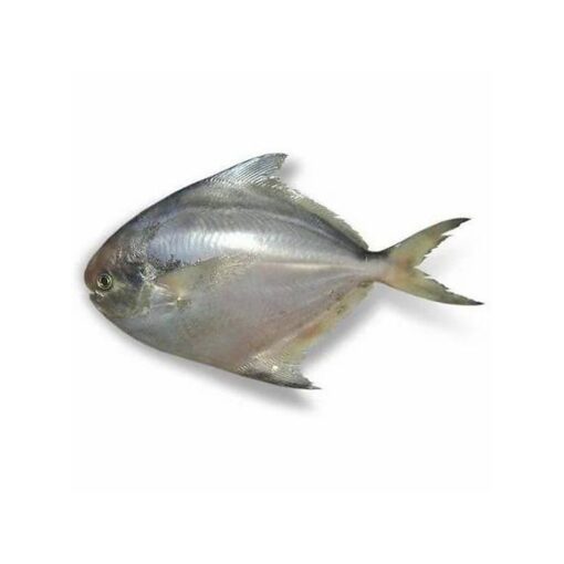 silver-pomfret-fish.jpg Silver Pomfret Fish