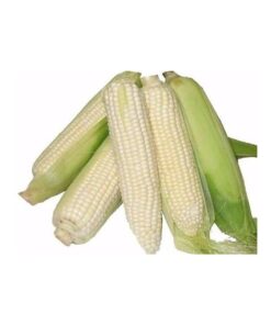 White Corn